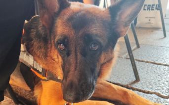 Cani guida: l'associazione ANFaMiV