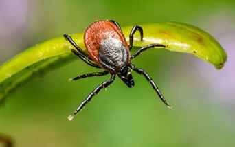 sindrome alfa-gal, carne