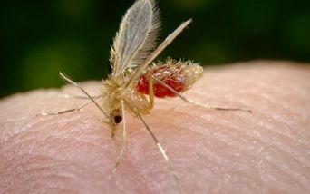 Pappatacio (Phlebotomus papatasi). Foto: James Gathany, CDC.