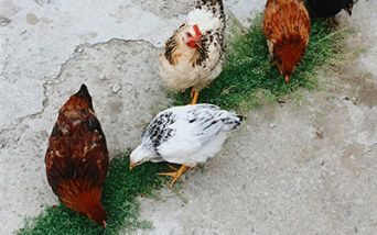 influenza aviaria: un caso in Lombardia