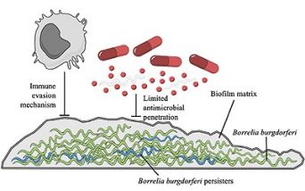 Borrelia