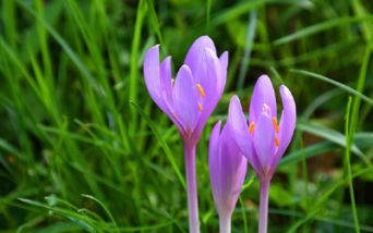 Colchicum