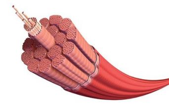 Fibra muscolare