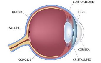 Anatomia dell'occhio