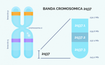 Sindrome da delezione 2q37