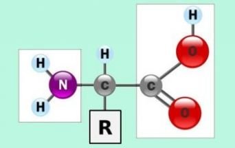 Formula generale degli aminoacidi