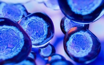 Staminali ematopoietiche