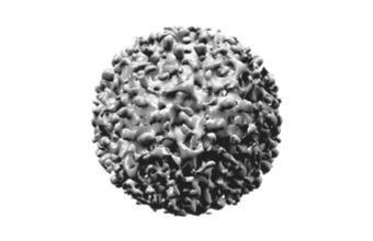 Virus dell'epatite B