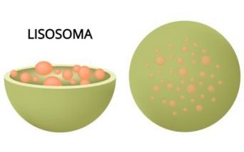 Lisosoma