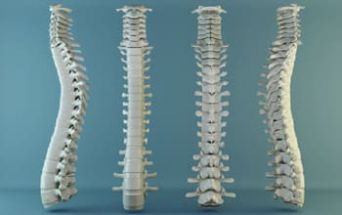 Colonna vertebrale