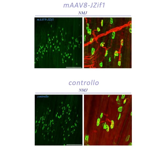 Distrofia muscolare di Duchenne: effetto dei geni artificiali sulle giunzioni neuromuscolari (NMJ) nel diaframma sano (immagine in alto)