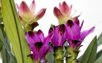Curcuma contro l’atrofia muscolare spinale