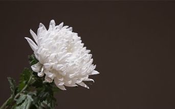 Festa della mamma. “I nostri bambini non ci sono più, ma noi siamo madri lo stesso”