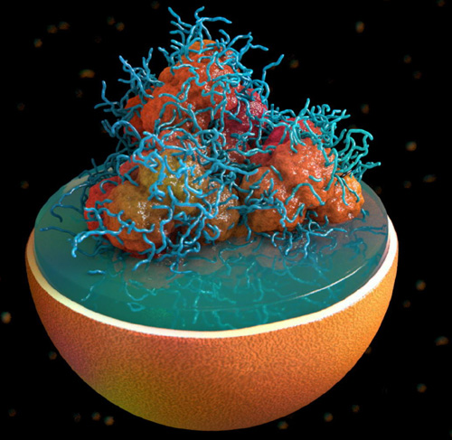 Struttura del lisosoma, l'organello cellulare colpito dalla malattia di Fabry