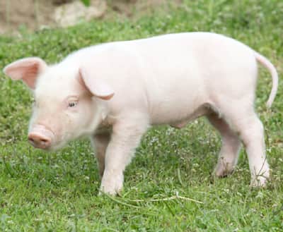 malattia di Huntington, maiale