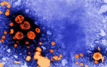 Foto di virioni dell'epatite C